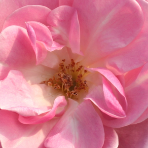 Онлайн магазин за рози - Рози Флорибунда - розов - Pоза Меврув Натали Нипелс - дискретен аромат - Матиас Лийндерс - Сред ароматните бели венчелисчета,могат да се видят жълти тичинки.